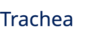 Trachea
