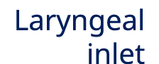 Laryngeal inlet
