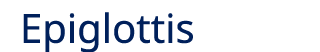 Epiglottis