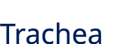 Trachea